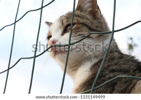 Little cat behind the fence