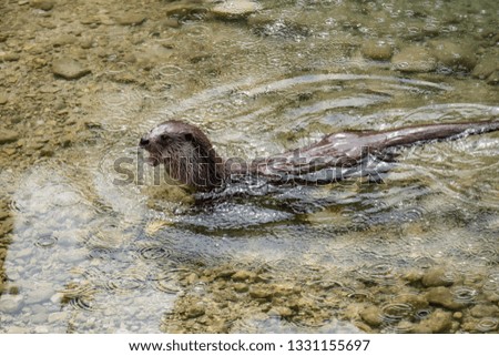 common otter, lutra