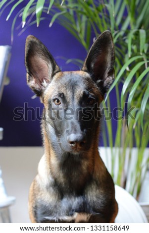 young, dog, animal, background, shepherd, cute, breed, canine, sit, mammal, look, portrait, happy, pet, domestic, lay, obedient dog, beautiful, white, kennel, friend, view, police dogs, color, belgian