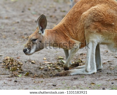 Portrait of red kangaroo (Macropus rufus), close up.