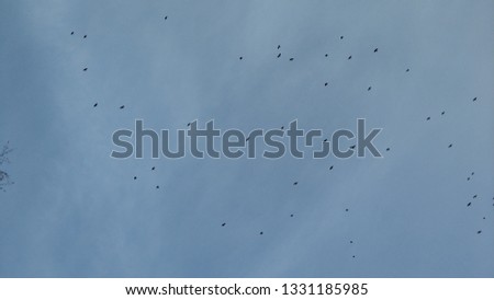 A flock of birds flying on a blue sky