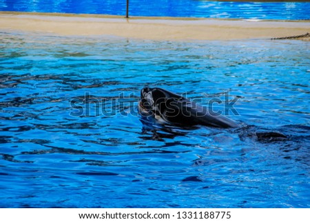 dolphin in blue water, digital photo picture as a background