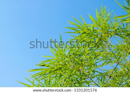 The green bamboo leaves have a sharp number of characteristics around the edges. The edges are framed amidst the blue background.