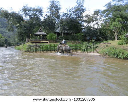 Elephant walking on a river in a natural landscape