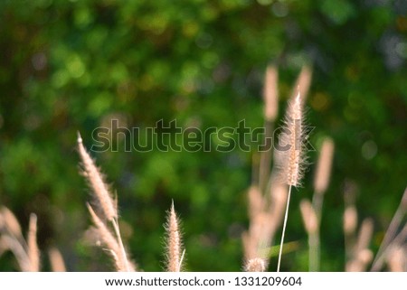 Close up and selective focus movement of brown grasses flower with sunlight on blurred green and bokeh background.