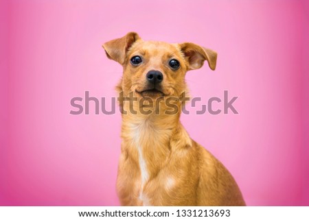 small mutt dog in pink background. isolated. Royalty-Free Stock Photo #1331213693