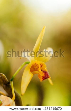 beautiful orchid flower on tree in nature, yellow lady slipper orchids or venus slipper orchids (Paphiopedilum) are flowering on tree in the ornamental plants in northern Thailand