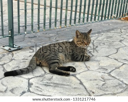 Tabby cat on the pier. street animals
