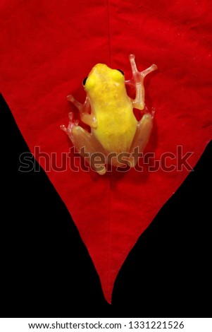 Golden glass frogs stick to red leaves, philautus vittiger frog on leaves