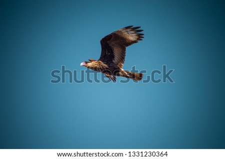 Eagle flying low looking for a pray with a clear blue sky