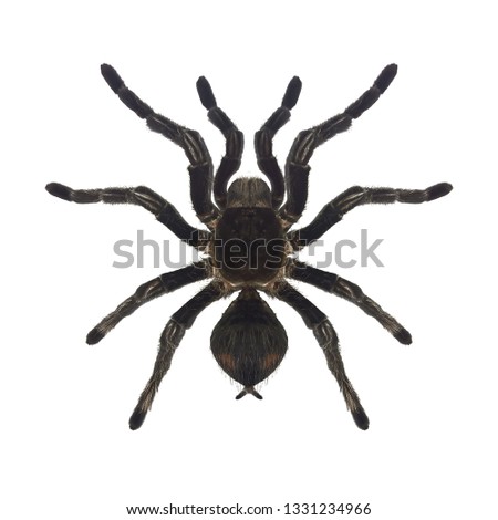  spider isolated on white background