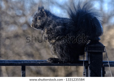 Closeup of black squirrel perched on black rail with blurred forest and blue sky in background