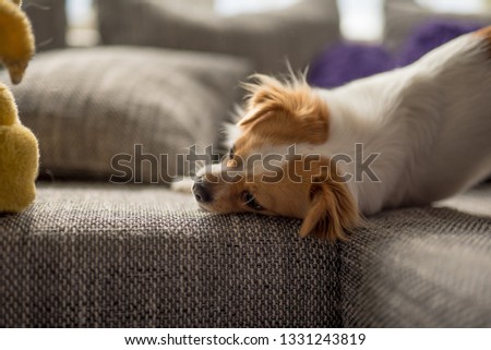 Long hair Chihuahua at home on the couch with natural backlight