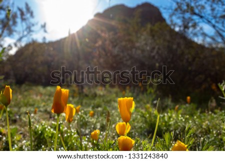 California or Mexican Gold Poppies, Eschscholzia californica with creosote bush and a mountain in the background. Beautiful wildflowers growing in Saguaro National Park, Pima County, Arizona. 2019.