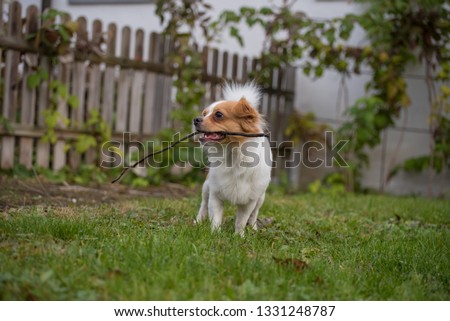Long hair Chihuahua in nature playing with a stick. Natural portrait of a white and brown long hair chihuahua in the garden