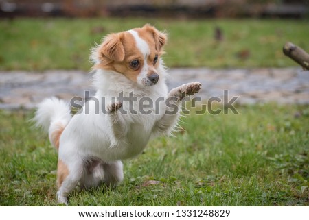 Cute long hair Chihuahua in nature playing with a stick