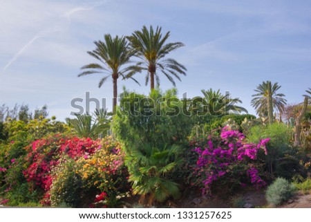 Tall palm trees with exotic flowers Royalty-Free Stock Photo #1331257625