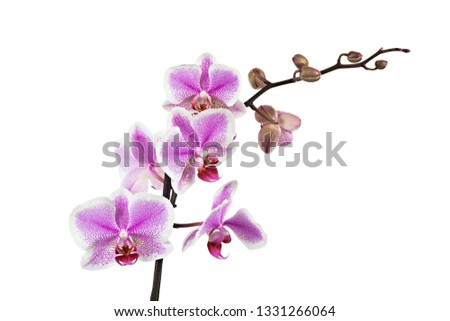 White and Pink phalaenopsis orchid with pink isolated on white background