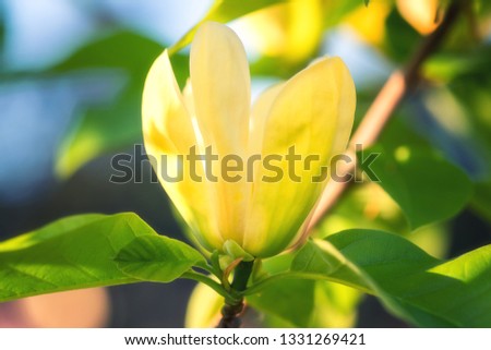 Blossoming of magnolia yellow flowers in a spring garden, natural seasonal floral background with copyspace. Brooklynensis Yellow Bird or Yellow lily tree
