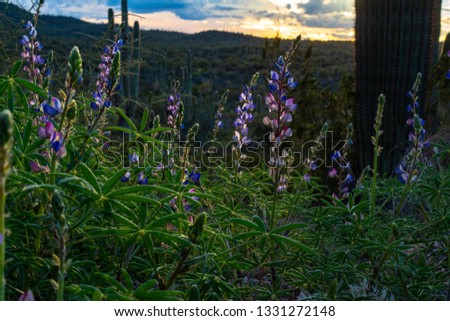 Wild purple lupine or lupin, Lupinus wildflowers in Saguaro National Park near sunset. Sonoran Desert landscape with beautiful flowers blooming and cactus. Pima County, Tucson, Arizona. 2019.