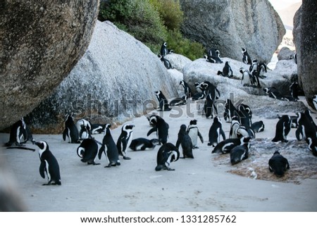 African Penguins at Boulders Beach in Cape Town, South Africa