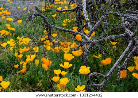 California or Mexican Gold Poppies, Eschscholzia californica with dead cholla cactus skeleton in the background. Beautiful wildflowers growing in Saguaro National Park, Pima County, Arizona. 2019.