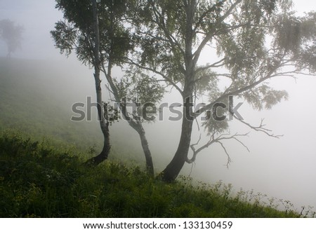 Beautiful landscape image with trees surrounded by the fog
