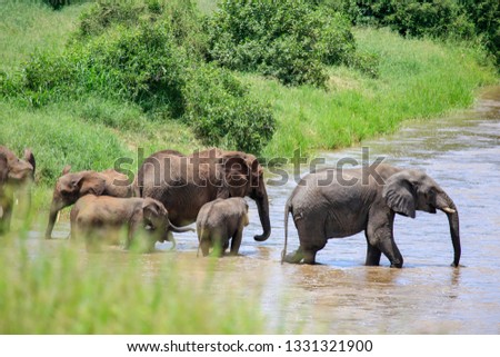 looking from behind brush to pride of elephants walking through river, several baby elephants also preparing to walk across