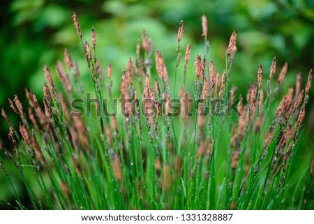 green spring foliage macro close up in nature. textured background image, blur background