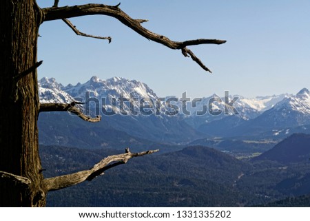 Silhouette of a single tree with the snow covered mountains of the Bavarian and Tyrolean Alps in the background, Bavaria, Germany