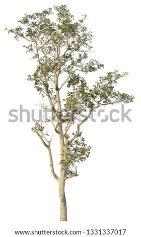 Tree isolated on a white background with Clipping path included