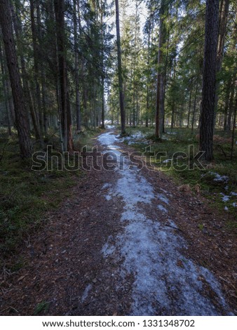 sunny winter forest with snow leftovers and green foliage, sun rays and frozen water on the ground