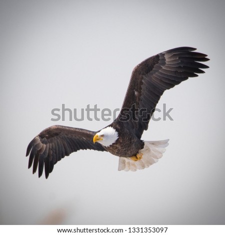 A flying bald eagle with its wings wide spread