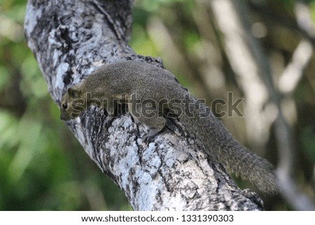grey squirrel in park