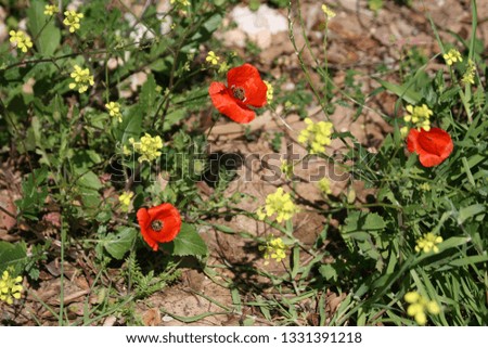 Close-up of three red poppies, the green grass and a few yellow wildflowers