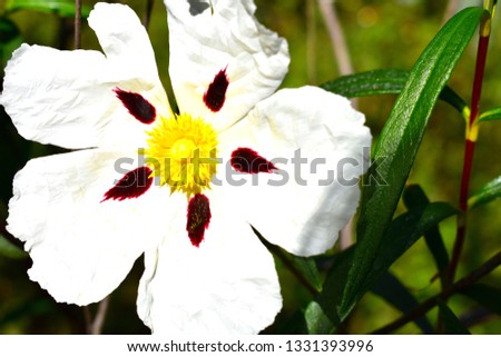 Rockrose flower botany background