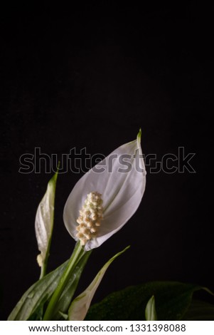White flower Spathiphyllum on a dark background. The flower has an original elongated shape, it is surrounded by green leaves. Minimalist photography with a small amount of colors.