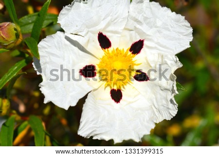 Rockrose flower (Cistus) 