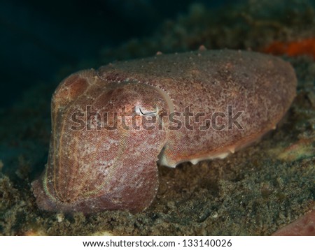 Smith's Cuttlefish (Sepia smithi)