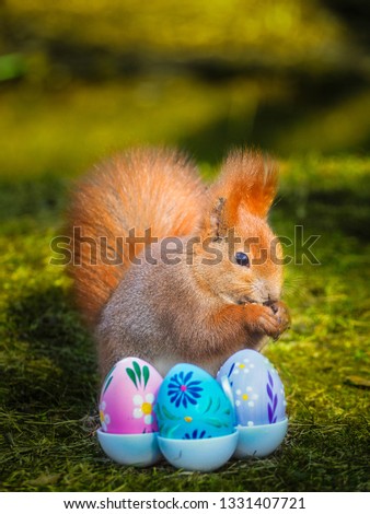 Red squirrel posing with decorated Easter eggs