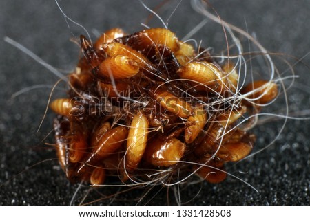 Cat fleas (Ctenocephalides felis (Bouche, 1835)) in a cat's hair clump Royalty-Free Stock Photo #1331428508