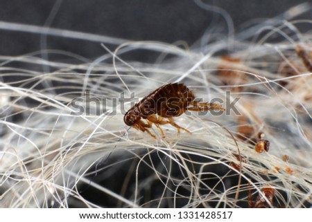Dog fleas (Ctenocephalides canis (Curtis, 1826)) in a dog's hair clump Royalty-Free Stock Photo #1331428517