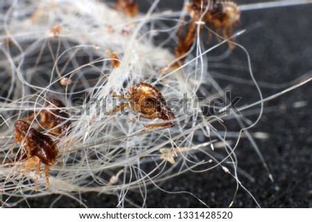 Dog fleas (Ctenocephalides canis (Curtis, 1826)) in a dog's hair clump Royalty-Free Stock Photo #1331428520