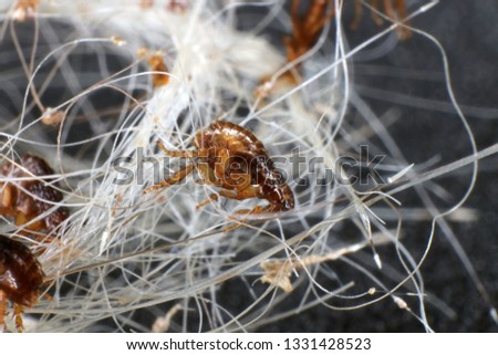Dog fleas (Ctenocephalides canis (Curtis, 1826)) in a dog's hair clump Royalty-Free Stock Photo #1331428523