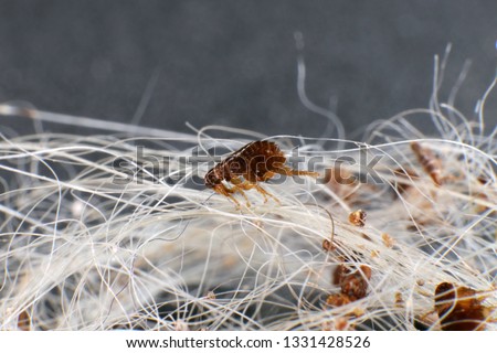 Dog fleas (Ctenocephalides canis (Curtis, 1826)) in a dog's hair clump Royalty-Free Stock Photo #1331428526