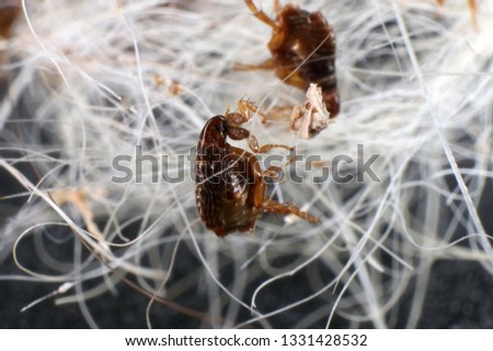 Dog fleas (Ctenocephalides canis (Curtis, 1826)) in a dog's hair clump Royalty-Free Stock Photo #1331428532