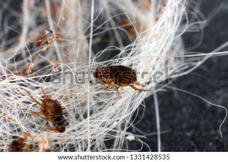 Dog fleas (Ctenocephalides canis (Curtis, 1826)) in a dog's hair clump Royalty-Free Stock Photo #1331428535