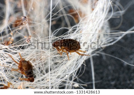 Dog fleas (Ctenocephalides canis (Curtis, 1826)) in a dog's hair clump Royalty-Free Stock Photo #1331428613