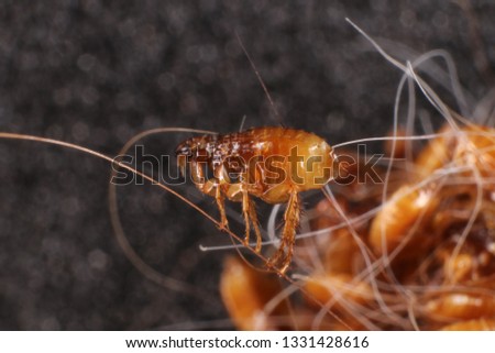 Cat flea (Ctenocephalides felis (Bouche, 1835)) in a cat's hair clump Royalty-Free Stock Photo #1331428616