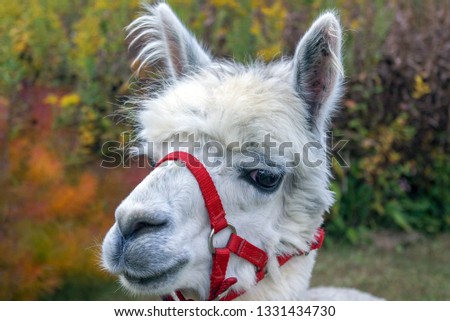 Horizontal image of the head of a friendly-looking, white alpaca wearing a red halter with a colorful fall garden in the background, with room for copy